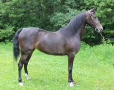 Danielle&rsquo;s new morgan mare