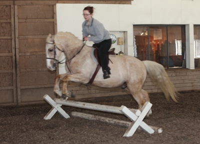 Marlena Froehlich&rsquo;s new horse  