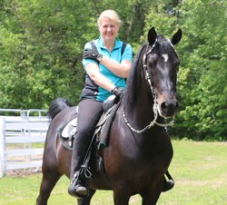 Congrats on purchase of Morgan Western Pleasure horse Whispering In The Wind