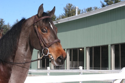 Katelyn Jenkins&rsquo; new horse 