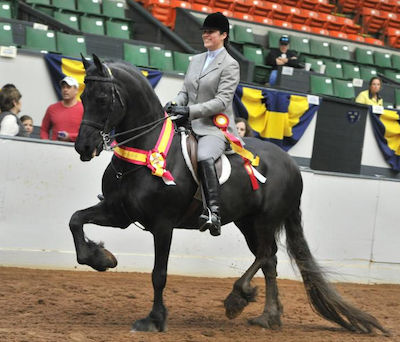 Chrislar&rsquo;s Friesian Bouke competing at a horse show