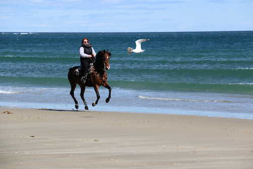 Chrislar rider cantering along at Hampton beach ride