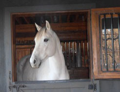 picture of Sneekers a client&rsquo;s horse